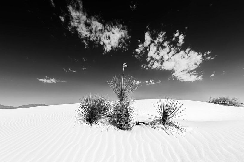 White Sands Impression Zwart-wit. van Melanie Viola