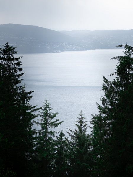 Tranquillité sur le chemin de Fløyen, Bergen Norvège | Forêt | Minimalisme par Ylenia Di Pietra