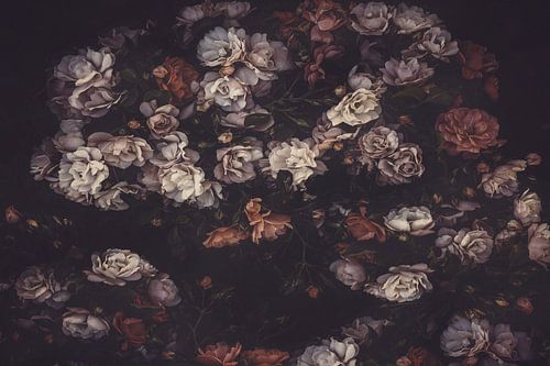 Hedge Roses #2