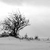 Arbuste dans un paysage enneigé sur Holger W. Spieker
