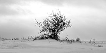 Struik in een besneeuwd landschap van Holger Spieker