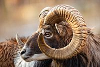 Aries