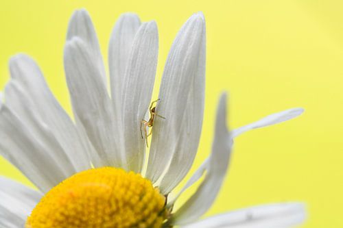 Tiny spider on flower