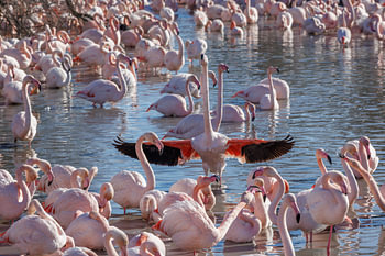 FRA, France, Camargue, Parc Ornithologique Du Pont De Gau Fl