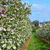 Vue d'un verger de pommiers en fleurs et d'une église à Borgloon Haspengouw sur My Footprints