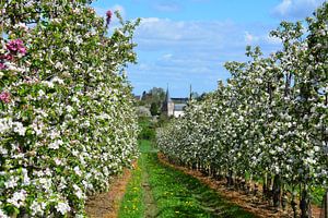 Vue d'un verger de pommiers en fleurs et d'une église à Borgloon Haspengouw