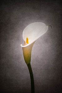 Sierlijke bloem - Calla No. 4 | Vintage Style van Melanie Viola