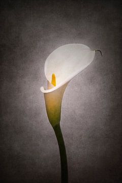 Grazile Blume - Calla Nr. 4 | Vintage-Stil