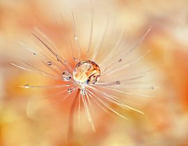 Löwenzahn – Tropfen wie Perlen von Caroline Lichthart