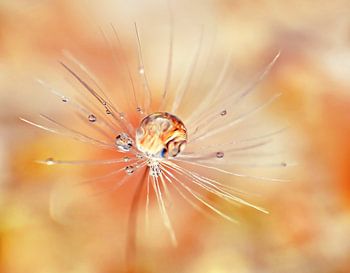 Wear- Force (Dandelion Fluff with drop)