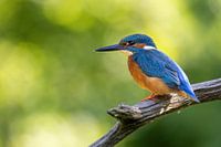 Eisvogel auf einem Ast