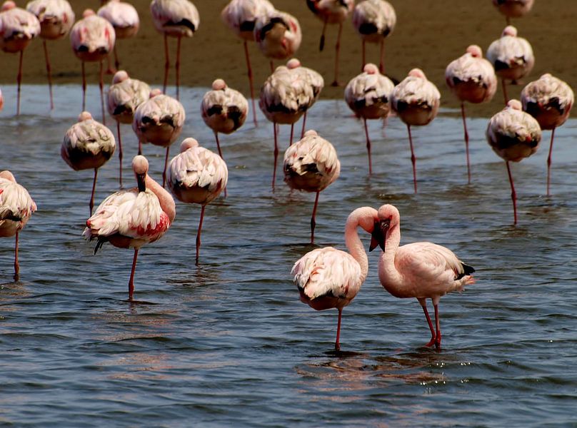 Roze flamingo's van Roos Vogelzang