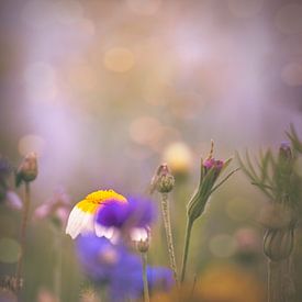 Champ de fleurs avec bokeh sur kiekjes & kunst