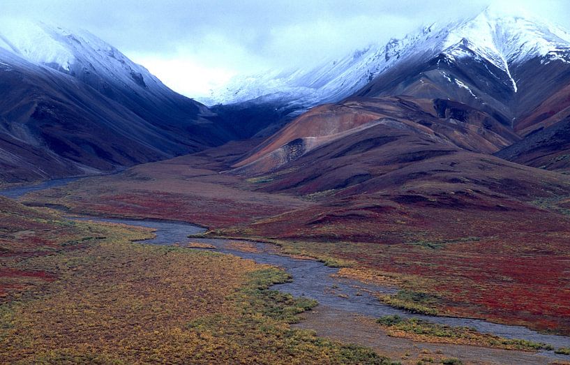 Alaska, Parc national de Denali par Paul van Gaalen, natuurfotograaf