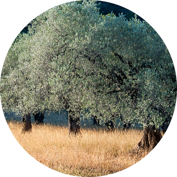 Olijfboomgaard in de Provence.