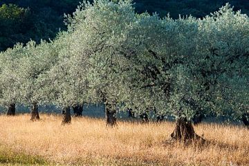 Olijfboomgaard in de Provence. von Rens Kromhout