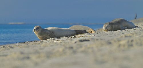 Seals in Katwijk aan Zee
