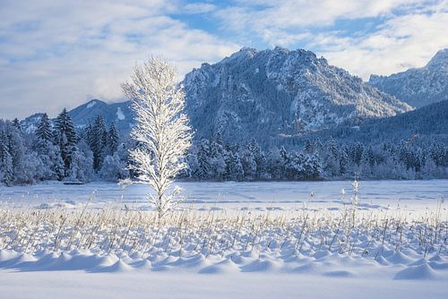 Schwansee in de winter