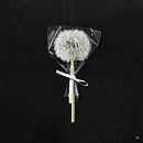 Tender Present - Conceptueel foto werk van Michel Rijk thumbnail