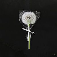 Tender Present - Conceptueel foto werk