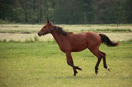 Pferd von Frank Smedts