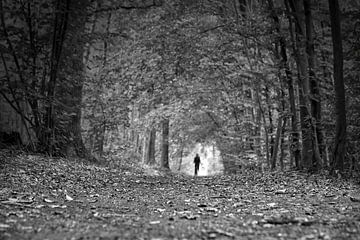 Weg durch den Wald ins Licht von Frank Heinz
