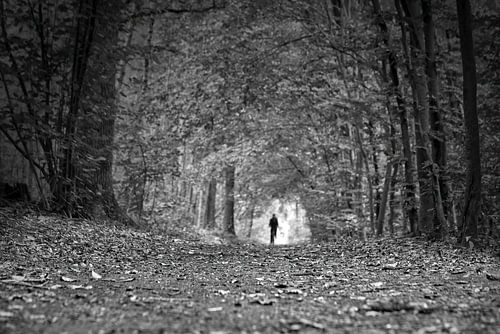 Pad door het bos naar het licht