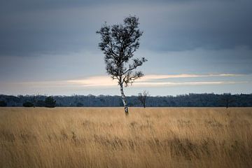 Lonely tree van Björn van den Berg