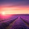 Reihen von Lavendelfeldern bei Sonnenuntergang. Provence, Frankreich von Stefano Orazzini