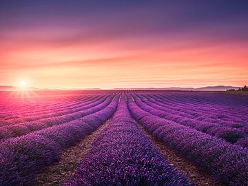 Rijen lavendelvelden bij zonsondergang. Provence, Frankrijk van Stefano Orazzini