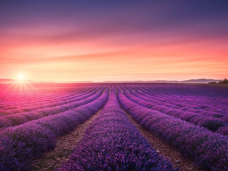 Lavender fields rows at sunset. Provence, France by Stefano Orazzini