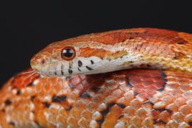 Corn Snake (Pantherophis guttatus) by Ronald Pol