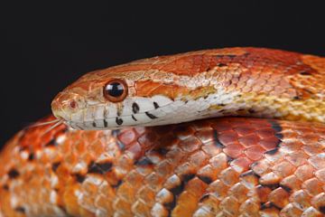 Korenslang (Pantherophis guttatus) van Ronald Pol