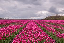 Tulipfield violet sur Nick Janssens