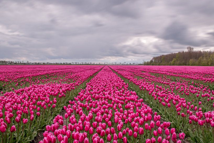 Purple Tulipfield van Nick Janssens