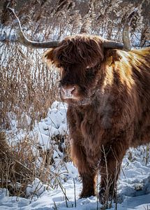 Scottish Highlander in the snow by Marjolein van Middelkoop