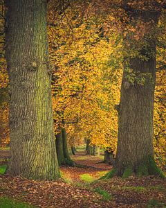 Buchenallee in Herbstfärbung