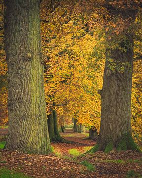 Beukenlaan in herfstkleur