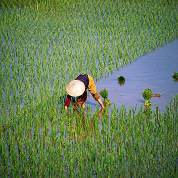 Rijstteelt in Vietnam van Walter G. Allgöwer