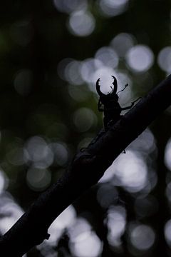 i see a little silhouetto of a beetle van Francois Debets