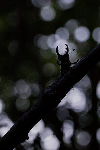 i see a little silhouetto of a beetle