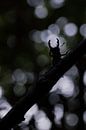 i see a little silhouetto of a beetle van Francois Debets thumbnail