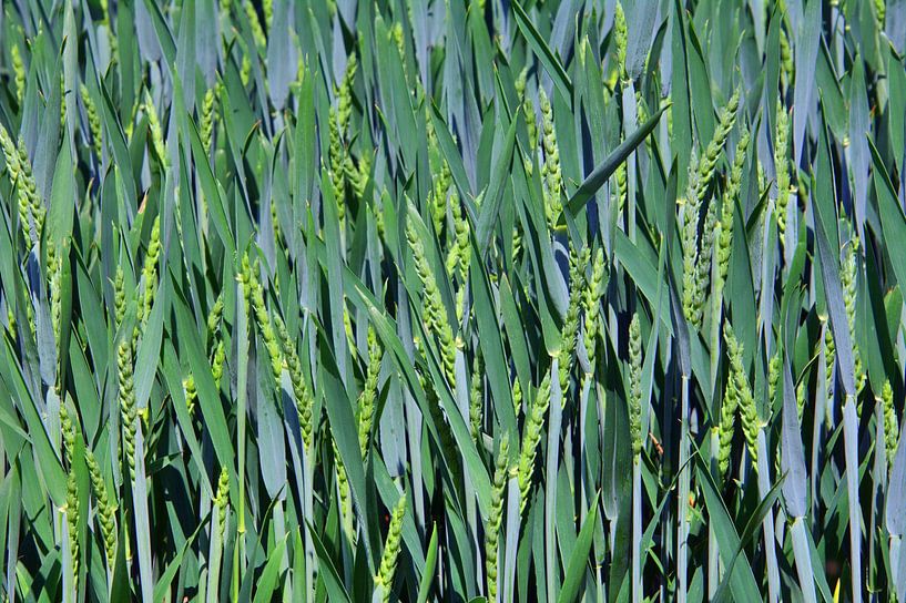 Graanveld in het voorjaar van Edgar Schermaul