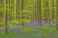 Hyacinten boslandschap met bloeiende wilde Hyacint bloemen van Sjoerd van der Wal Fotografie thumbnail