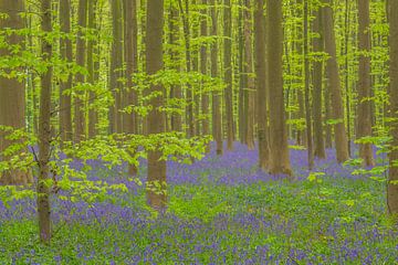 Paysage de forêt de Bluebell avec des fleurs de jacinthes sauvages en pleine floraison sur Sjoerd van der Wal Photographie