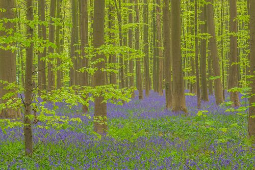 Hyacinten boslandschap met bloeiende wilde Hyacint bloemen