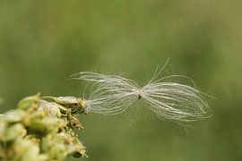 Gevangen pluis