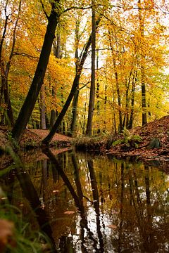 Herfst op de Veluwe (Leuveneumse bos herfstkleuren) van Esther Wagensveld