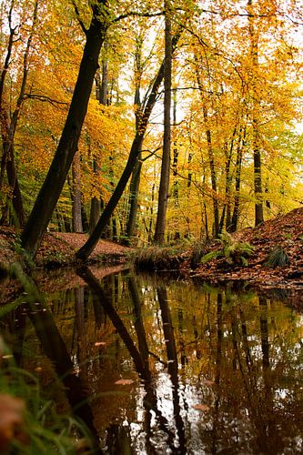 Herfst op de Veluwe (Leuveneumse bos herfstkleuren)