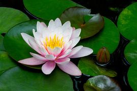 Pink water lily blossom in the garden pond